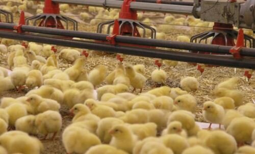 هشدار درباره افزایش دوباره قیمت مرغ
