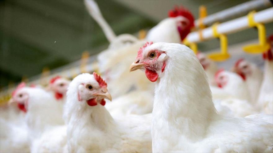 «مرغ» قصد کوتاه آمدن ندارد؛ نرخ هر کیلو همچنان ۳۵ هزار تومان