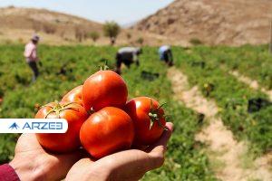 اختلاف ۱۰ هزار تومانی گوجه فرنگی از تولید تا بازار!