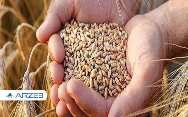 ارز ترجیحی حذف شود قیمت گندم باید افزایش یابد