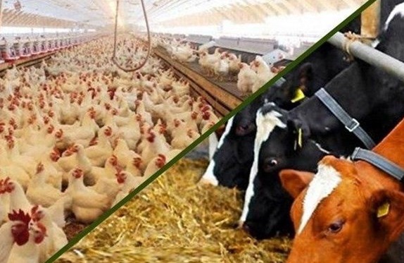 ارسال فهرست وارد کنندگان برای ترخیص نهاده دامی به بانک مرکزی