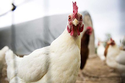 افزایش عرضه روزانه مرغ منجمد در سراسر کشور با هدف تعدیل قیمت‌ها