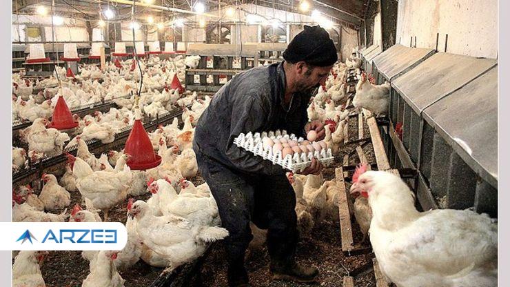 انتقاد وزارت جهاد از قیمت بالای مرغ و تخم مرغ در خرده فروشی ها