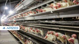 انجمن صنفی مرغداران: فروش مرغ با نرخ ۳۰ هزار تومان گرانفروشی است