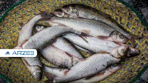 ثبات قیمت ماهی در بازار
