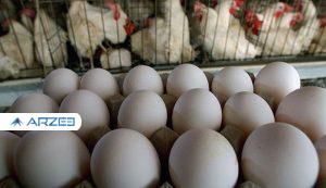 خرید روزانه ۱۰۰ تن مرغ مازاد از مرغداران؛ قیمت هر شانه تخم مرغ اعلام شد