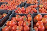 عراق چرا محموله صادراتی گوجه ایران را برگشت زد؟