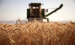 قیمت خرید تضمینی گندم برای سال زراعی آینده، ۴ هزار تومان تعیین شد