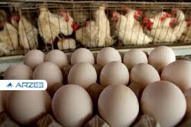 قیمت مرغ و تخم مرغ بالا می رود؟