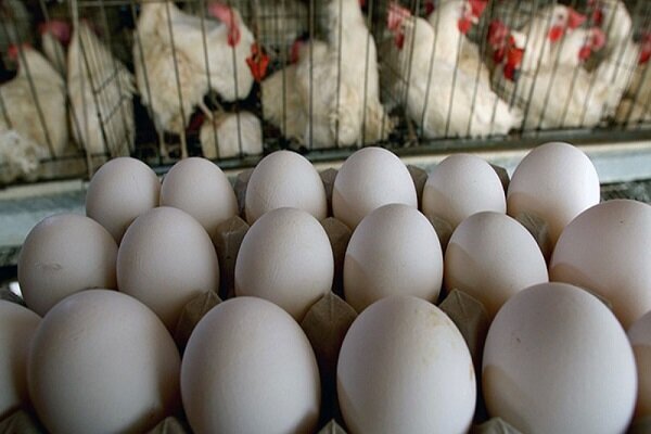 قیمت هر شانه تخم مرغ به 38 هزار تومان رسید
