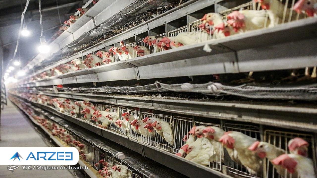مرغ بالاخره کوتاه آمد؛ افت ۱۰ هزار تومانی قیمت در بازار