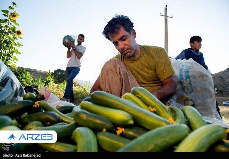 موز و خیار هفته آینده ارزان می‌شود