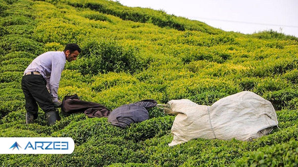 نرخ هر کیلو چای ۷۰ هزار تومان