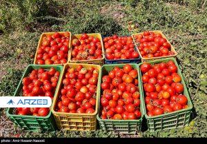 وعده کاهش قیمت گوجه به ۴ هزارتومان تا ۲ هفته آینده