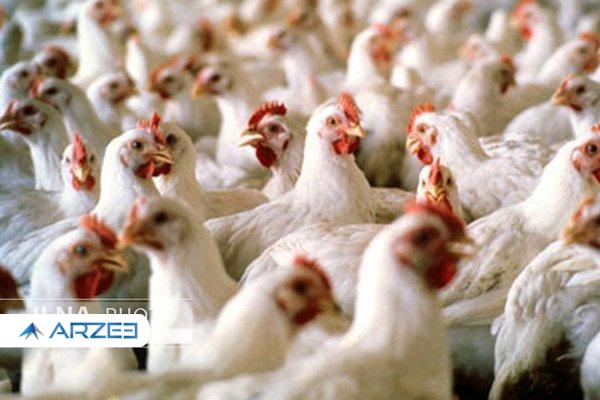 پیش بینی افزایش دوباره قیمت مرغ/ مرغداران؛ چگونه برای نهاده‌های دامی وارداتی با ارز دولتی، بازار سیاه تشکیل شده است؟