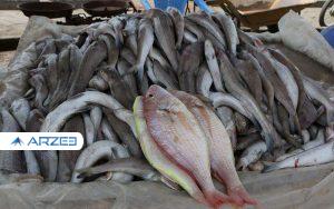 گرانی عجیب و غریب در بازار ماهی